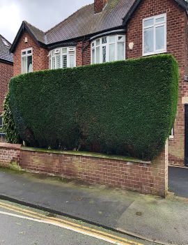 hedge bush trimming manchester